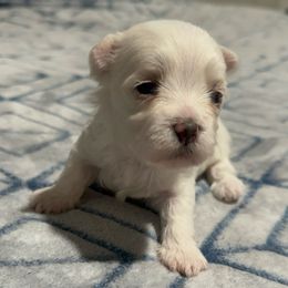 Ivy - White female Maltese puppy in Carthage, Missouri from Cooley's Cuddle Pups