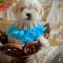 Skippy - White male Maltese puppy in Upland, California from Prime Paradise Kennel