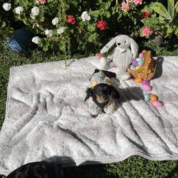 Remi - Dachshund