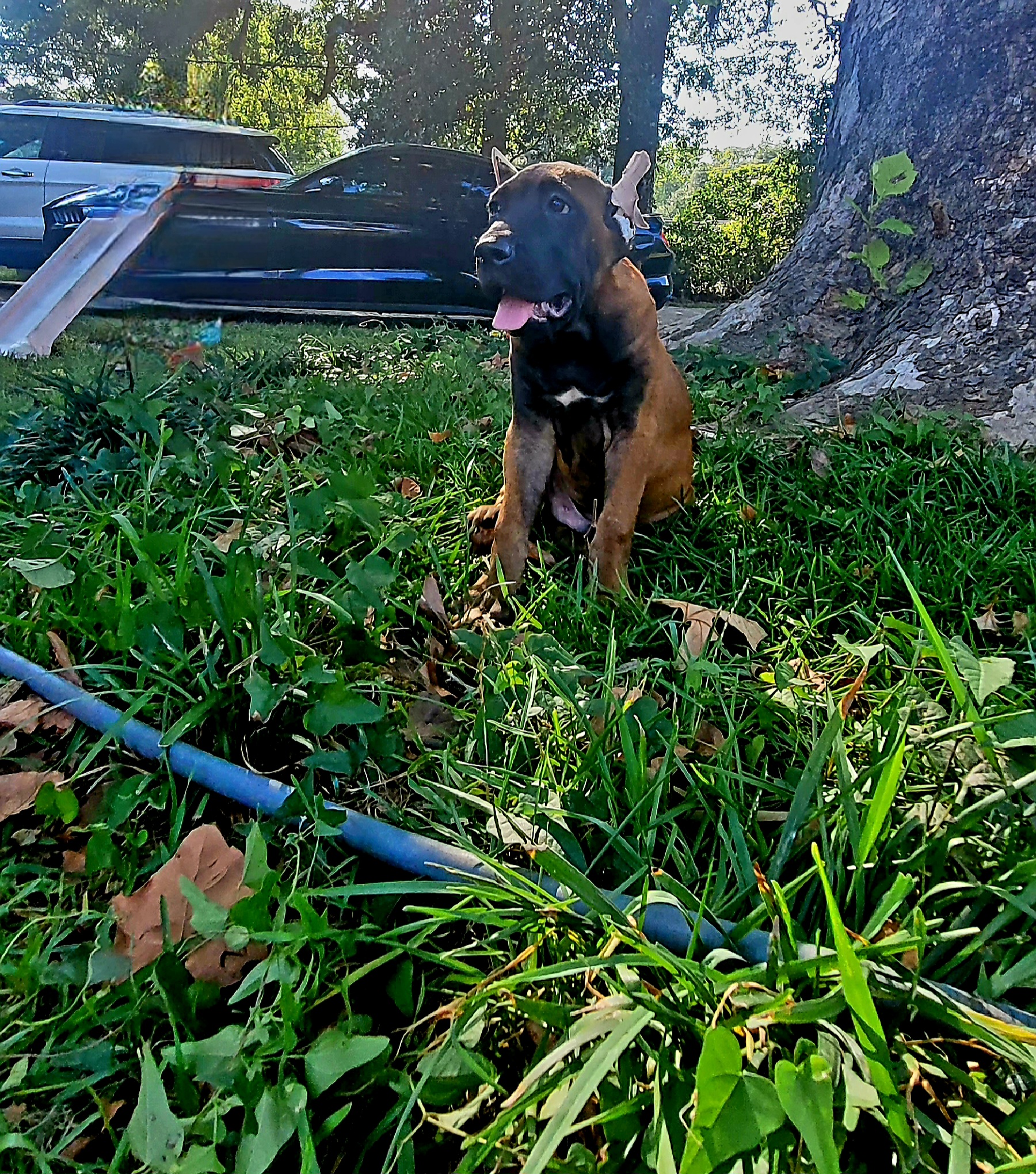 Boy 4 - Red Cane Corso puppy in Baton Rouge, Louisiana from Walton's Cane Corso