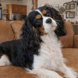 Brook - Cavalier King Charles Spaniel
