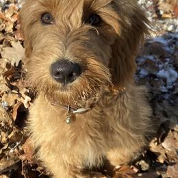 Goldendoodles and Poodles from Ellie & Co. Doodles