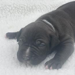 Black Male - Black male American Bully puppy in Union County, North Carolina from XLRG BULLIES