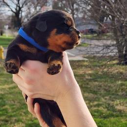 Male 2 Vom Jager Haus - Black and mahogany male Rottweiler puppy in Reynoldsburg, Ohio from Vom Jager Haus Rottweilers