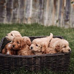 Goldendoodle Puppies from 307 Doodles