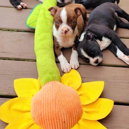 Boston Terrier Puppies from The Christian Bostons