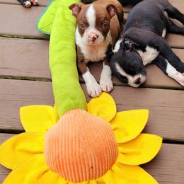 Boston Terrier Puppies from The Christian Bostons