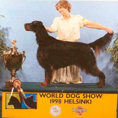 Gordon Setter All Grown Up from Tri-sett