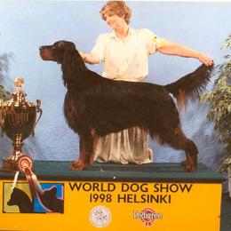 Gordon Setter All Grown Up from Tri-sett