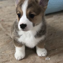 American Corgi, Companion Cross, Miniature Australian Shepherd, and Pembroke Welsh Corgi Puppies from FreckledCowgirlCorgis