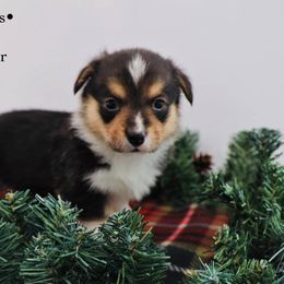American Corgis and Aussiedoodles from Circle B Kennel