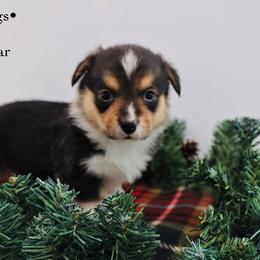 American Corgis and Aussiedoodles from Circle B Kennel