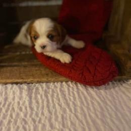 Cavalier King Charles Spaniel Puppies from SHANNON'S CAVALIERS