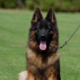 Koly - German Shepherd