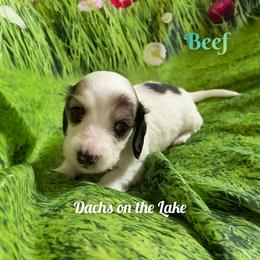 Beef - Piebald male Dachshund puppy in Grove, Oklahoma from Dachs on the lake