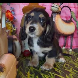 Lolli - Black and tan male Dachshund puppy in Floresville, Texas from Muddy River Dachshunds