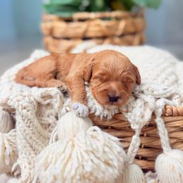 Midge - Red  female Goldendoodle puppy in Springville, Utah from JW Doodles