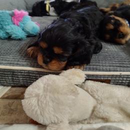 Cavalier King Charles Spaniel Puppies from God's Designs Cavaliers
