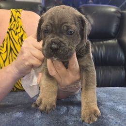 Blue fawn 1 - Gray and fawn male Cane Corso puppy in Jacksonville, Florida from Fleming Cane Corso's