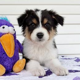 Cosmo - Black tri-color male Australian Shepherd puppy in Kearney, Nebraska from Helix Aussies