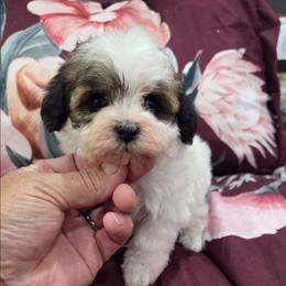 Maggy - Black & tan tri-color female Maltipoo puppy in Everett, Washington from Meadows Ranch