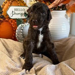 Pluto-Boy 1 - Brown male Poodle puppy in Calimesa, California from Teakwood Poodles of SoCal