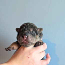 Annabelle - Blue female Chinese Shar-Pei puppy in Clarksville, Tennessee from Wrinkle Bum Shar-Pei
