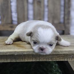 Shawn - Red and white male Japanese Chin puppy in Johnson City, Tennessee from Erin & Friends Japanese Chin