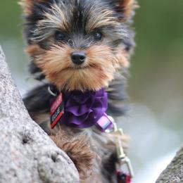 Yorkshire Terrier Puppies from Essence of Grace Yorkies