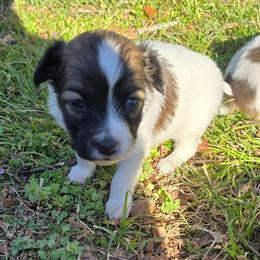 Maple - White and red female Papillon puppy in Hollister, Missouri from Swan Creek Kennel