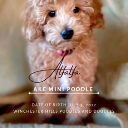 Goldendoodle and Poodle Puppies from Winchester Hills Poodles and Doodles