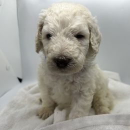 Poodle Puppies from Triangle Standards