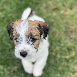 Boy 2 - male Russell Terrier puppy in Sunnyvale, California from Roger's Russell Terriers