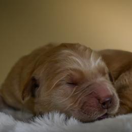 Girl 2 - Golden female Golden Retriever puppy in Palmdale, California from AmazingK9s