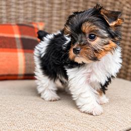 Sabrina - Parti female Yorkshire Terrier puppy in Jacksonville, Florida from Yorktown Yorkies