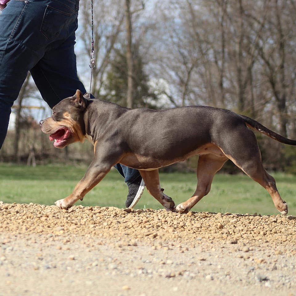 Wulfsbane American Bullies