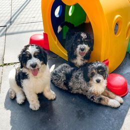 Bernedoodle and Bernese Mountain Dog Puppies from Central Wisconsin Bernedoodles