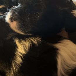 Cavalier King Charles Spaniels and Cavapoos from Monica's Cavalier King Charles Spaniels