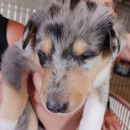 Kyla (Blue Girl 3) - Blue merle white and tan female Collie puppy in Nunn, Colorado from Kingsgift Collies