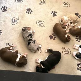 Miniature Australian Shepherd Puppies from McDaniel Aussies