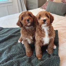 Goldendoodle Puppies from Peach and Honey Doodles