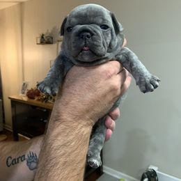 French Bulldog Puppies from Pardon My French Exquisite French Bulldogs