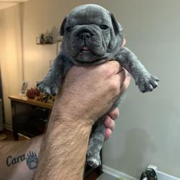 French Bulldog Puppies from Pardon My French Exquisite French Bulldogs