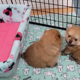 Pomeranian Puppies from Gypsy Poms