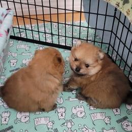 Pomeranian Puppies from Gypsy Poms