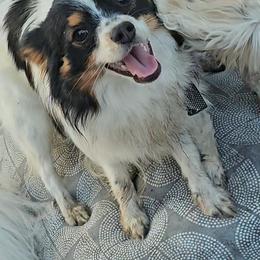 Biewer Terrier and Papillon Puppies from Southern Belle's Biewer Terriers & Papillons