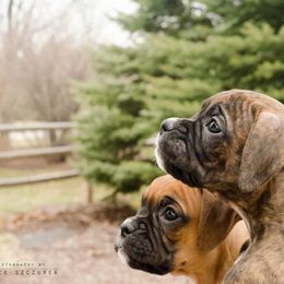 Airedale Terrier and Boxer Puppies from Roc Haven Airedales & Boxers