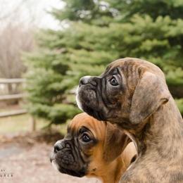 Airedale Terrier and Boxer Puppies from Roc Haven Airedales & Boxers