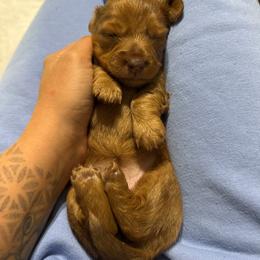 Scarlett - Dapple female Dachshund puppy in Camdenton, Missouri from Camden Line Dachshunds