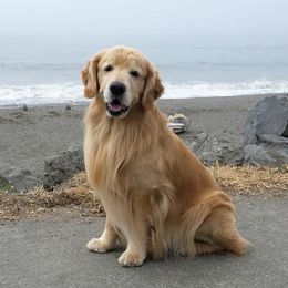 Golden Retrievers from Goldfever Retrievers